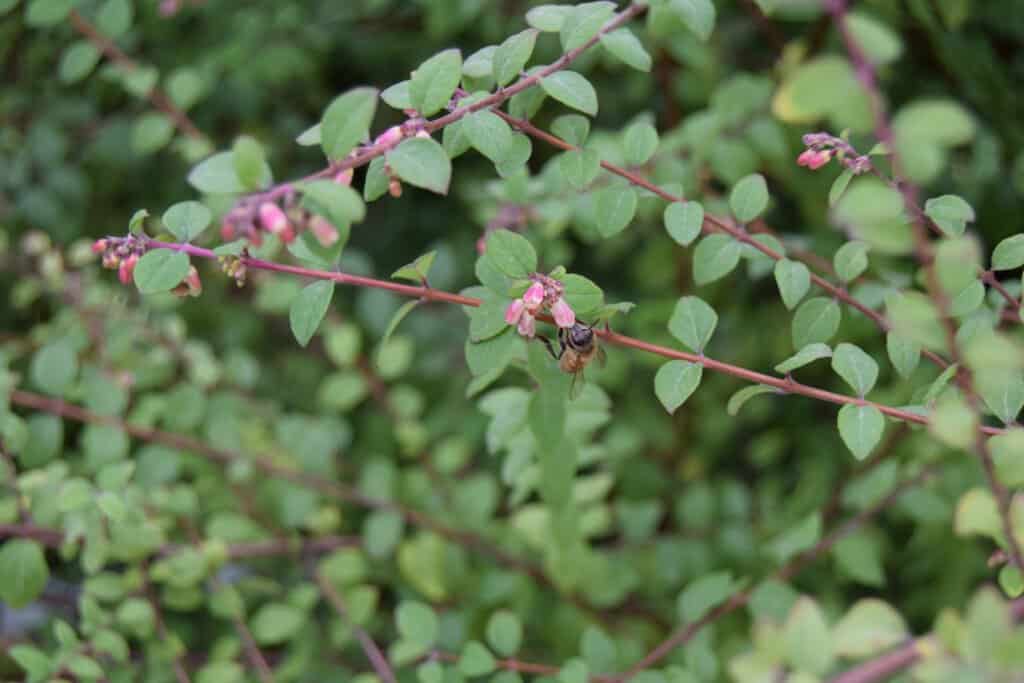 Symphoricarpos x chenaultii 'Hancock' ---